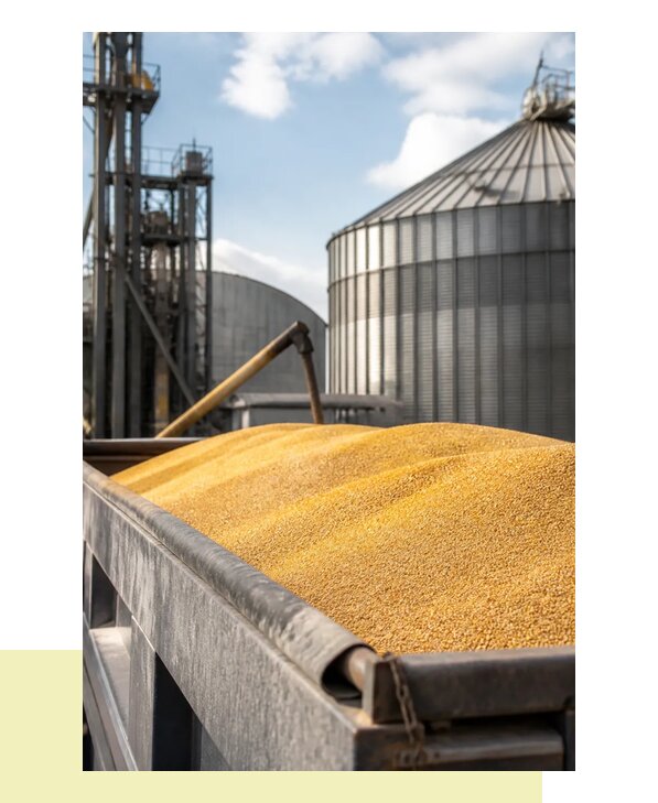 Перевозка сельхозпродукции навалом с доставкой в Боровичи